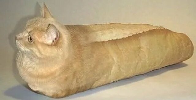 Чего там есть хлеба то кот поплакал. Кот батон. кот хлеб. кот багет. кот в булке хлеба.