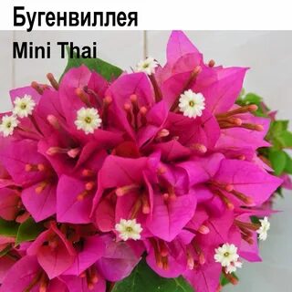 Тая мини