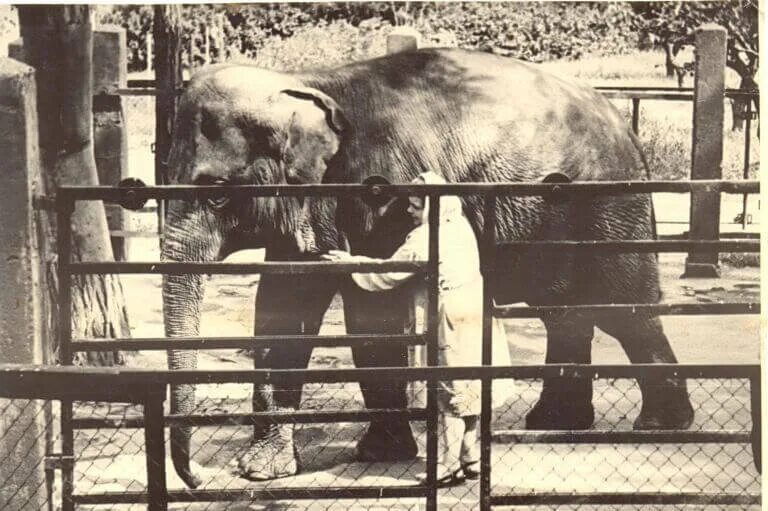 Московский центральный зоопарк животные. Те годы когда я работал в зоопарке. Те годы когда я работал в зоопарке. Те годы когда я работал в зоопарке. Дети в зоопарке.