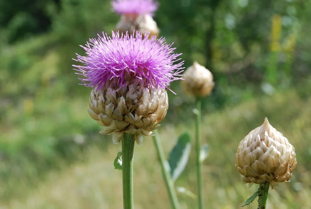 Левзея сафлоровидная. Левзея сафлоровидная (маралий корень) – Rhaponticum carthamoides (Willd.). Левзея серпуховидная. Левзея сафлоровидная Чертополоховые.