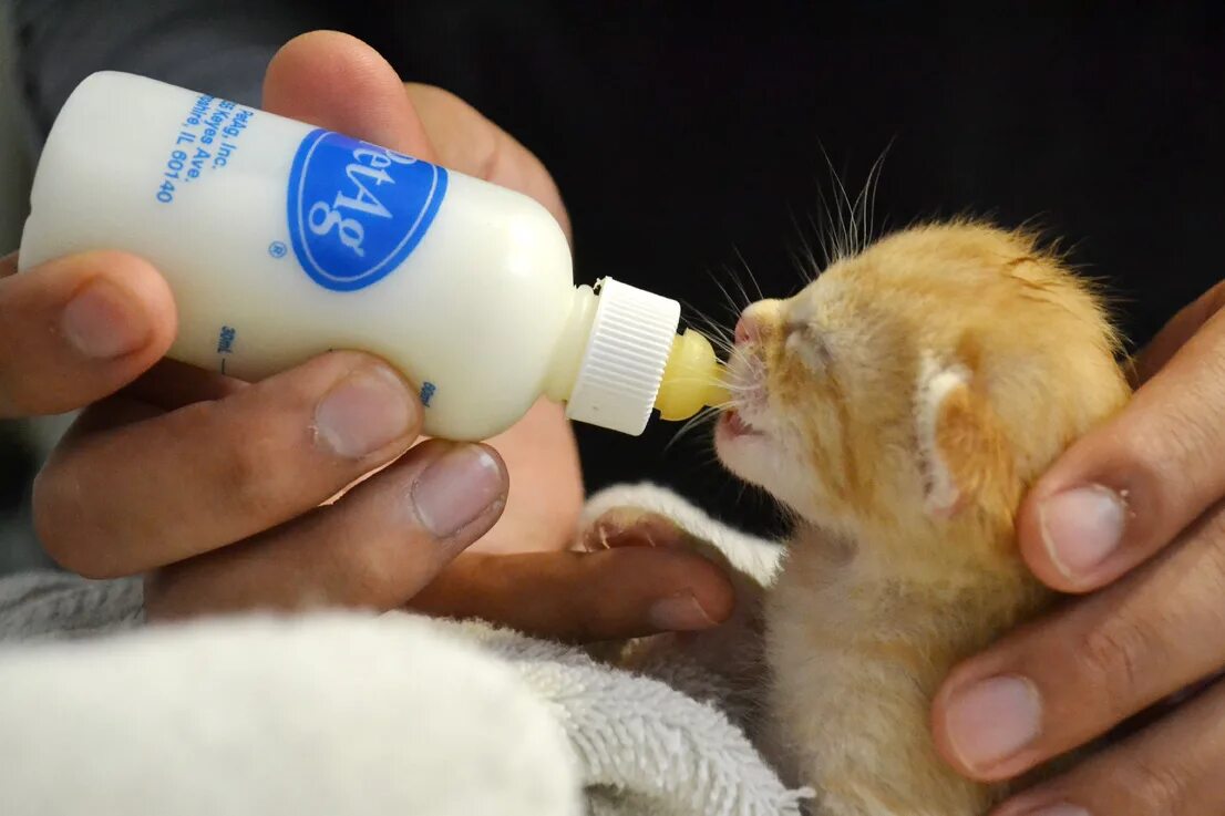 Кормление котят. Приспособление для вскармливания котят. Грудное молоко для котят. Котенок пьет молоко. Вскармливание котенка