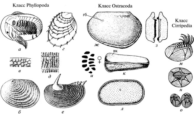Остракоды ракушковые. Остракоды систематика. Рачки остракоды. Внешнее строение остракоды. Ракушков