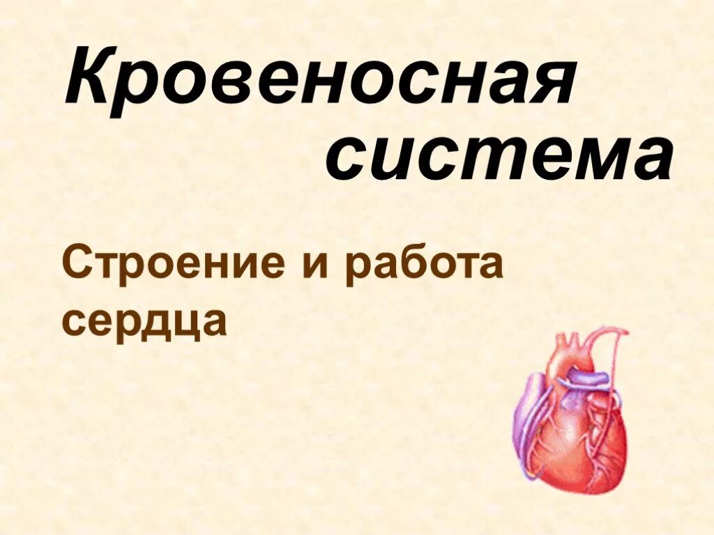 Кровеносная система человека анатомия 8 класс. Кровеносная система человека схема. Информацию о системах органов человека. Строение и работа сердца 8 класс. План рассказа кровеносная система человека 4.