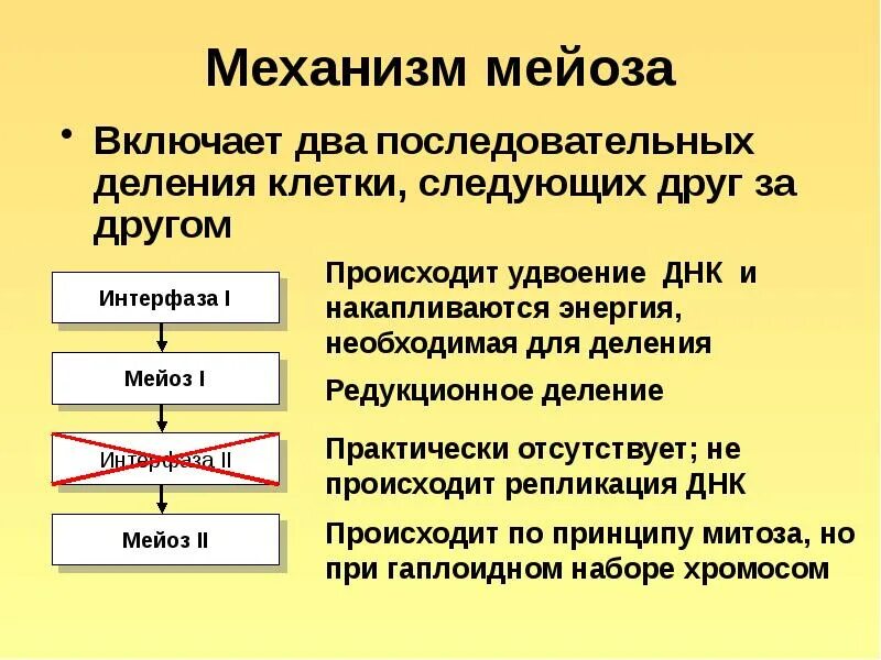 Фазы мейоза 1 деление 2 деление. Два последовательных деления. Механизм мейоза. Процесс мейоза. Характерно деление клетки для мейоза.