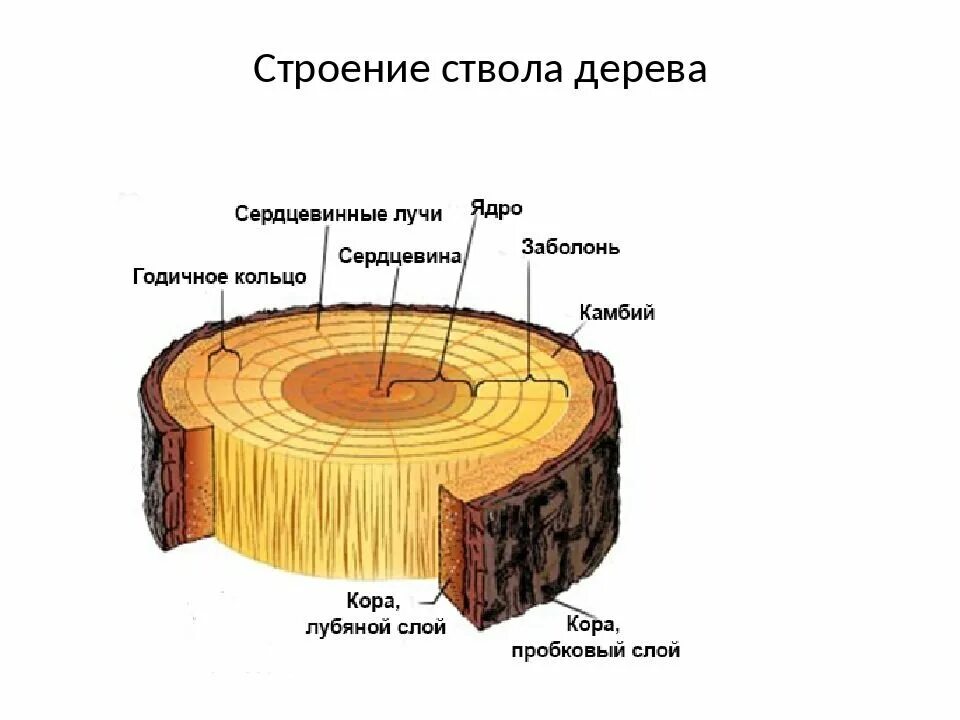 Назови слою. Строение среза древесины. Строение дерева заболонь. Схема строения ствола дерева поперечный срез. Строение древесины стебля дерева.