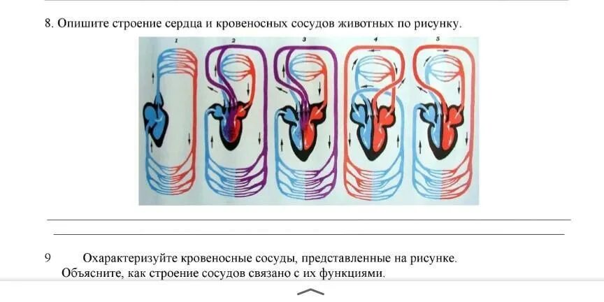 Определите и напишите тип кровеносной системы. Кровеносная система позвоночных схема. эволюция кровеносной системы у животных схема. строение сердца позвоночных. кровеносная система рыб земноводных пресмыкающихся.