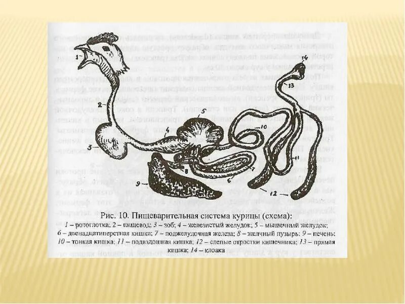 Строение пищеварительной системы кур. Органы пищеварения птицы схема. Строение курицы железистый желудок. Строение пищевода курицы.