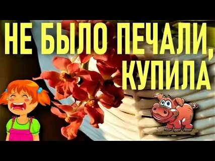 Не было печали купила бабка порося