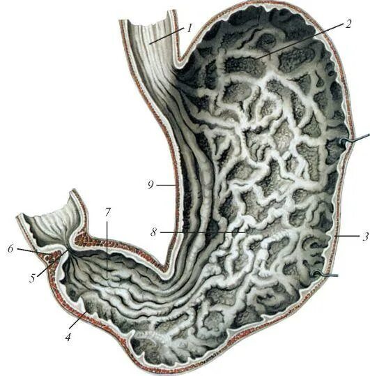 Кардиальный латынь. Желудочная дорожка Вальдейера желудка анатомия. Слизистая оболочка желудка анатомия. Рельеф слизистой оболочки желудок анатомия. Мукоза слизистая оболочка.