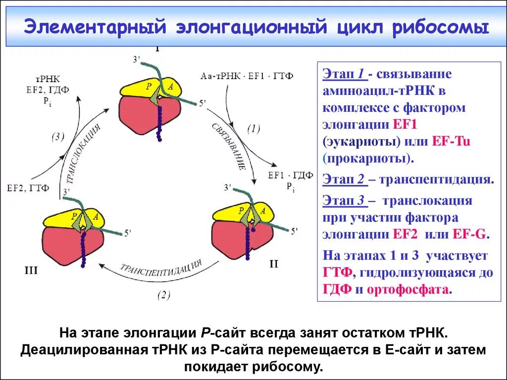 Взаимосвязь ядра и рибосом. Цикл элонгации трансляции рибосомы. Элементарный элонгационный цикл на рибосоме. Цикл элонгации трансляции. Факторы элонгации трансляции.