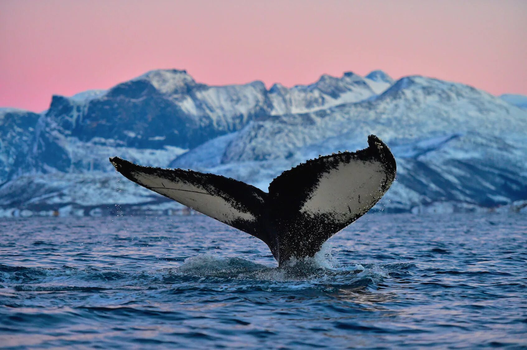 Антарктида Гренландский кит. Киты Северного Ледовитого океана. Горбатый кит в Антарктиде. Китовая бухта Антарктида.