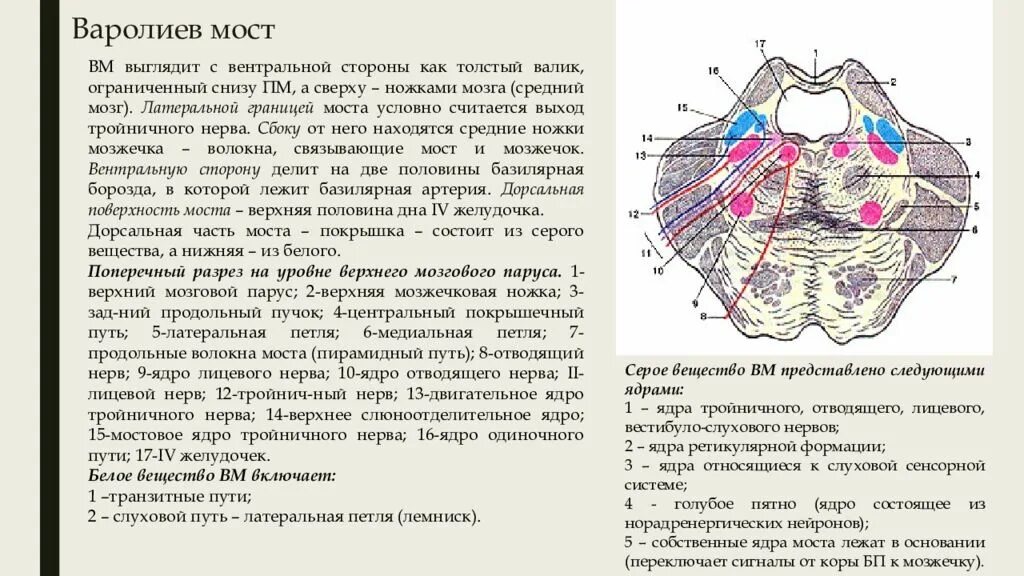 Мост структуры мозга. Строение мозга варолиев мост. Варолиев мост внутреннее строение. Строение варолиева моста. Внутреннее строение варолиева моста.