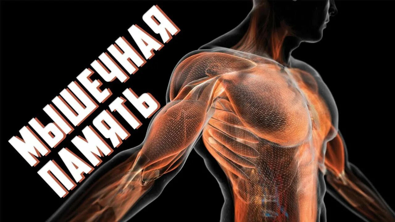 Muscle memory