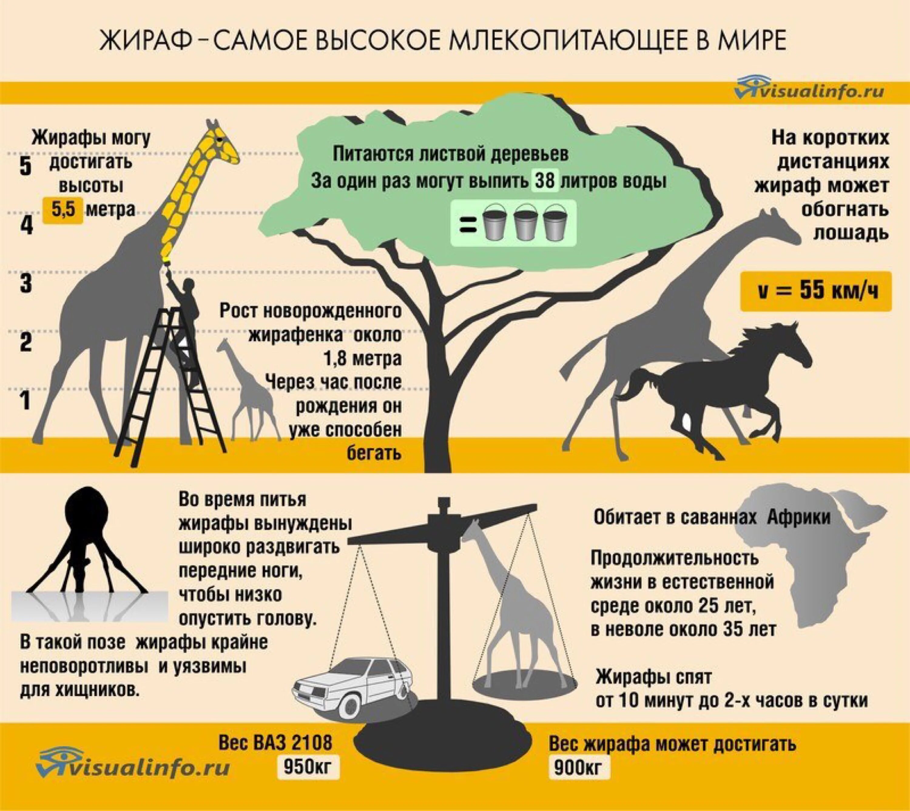 Жираф живет лет. 21 Июня Всемирный день жирафа. Жираф инфографика. Продолжительность жизни жирафа. Жираф в жизни.