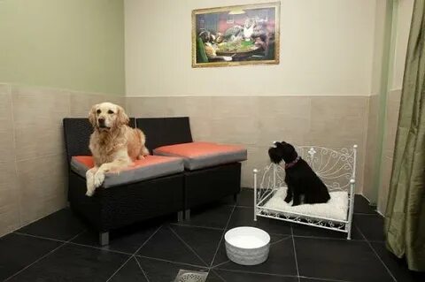 Парк отель можно с собакой