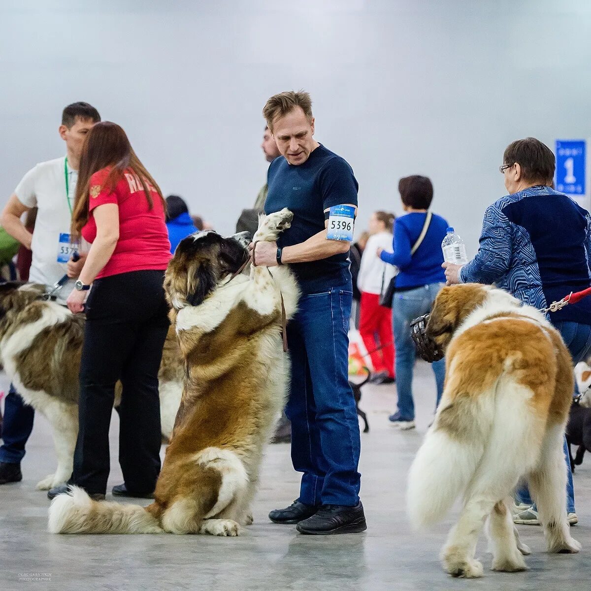 На выставке собак. Выставочные собаки. Большие собаки с выставки. Большая собака на выставке.