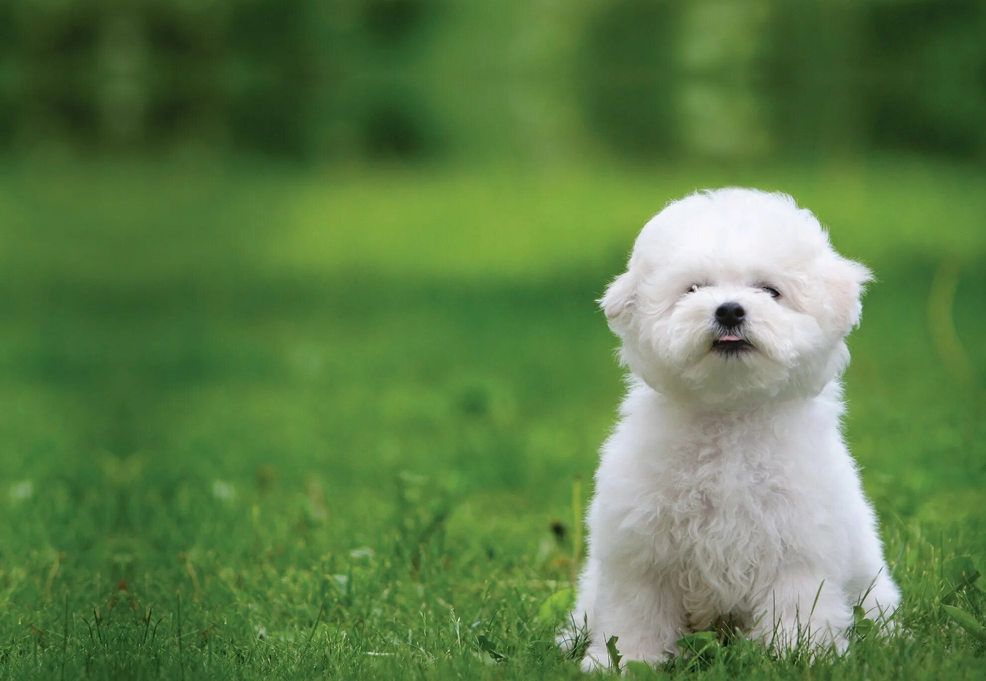 #dog #bichon #frise Bichon frise dogs, Bichon dog, Bichon frise