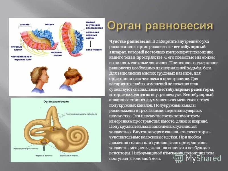 Функции ядер мозжечка. Поддержание равновесия тела. Гласность проведения выборов это. Отолитовый аппарат вестибулярного анализатора. Строение вестибулярного аппарата человека схема.