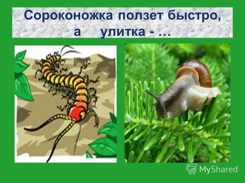 сколопендры губоногие. сколопендра. человеческая многоножка 3. гусеница омоним значение. загадка про сороконожку для дошкольников.