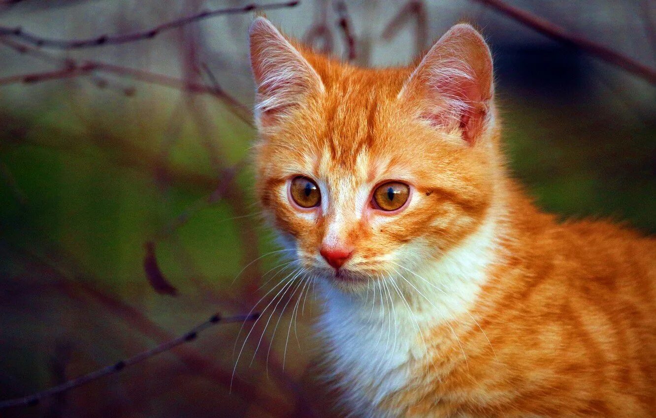 Охос азулес кошка рыжий. Макрелевый табби рыжий. Сибирская кошка рыжая короткошерстная. Бенгальская короткошерстная кошка рыжая. Картинка рыжего цвета