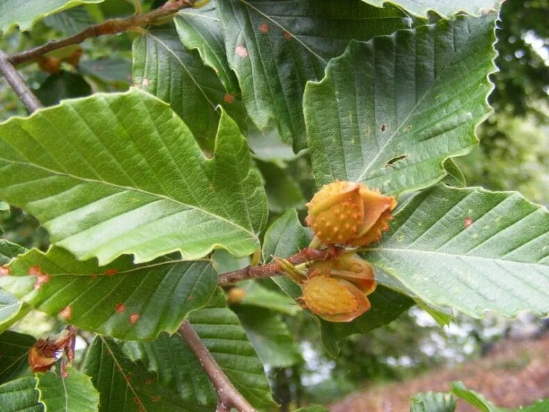 Бук крупнолистный. Бук городчатый. Бук Европейский листья. Fagus grandifolia) дерево