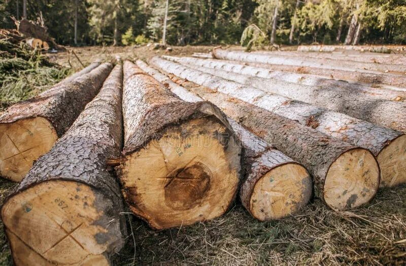 Logging persistent. Logging persistent