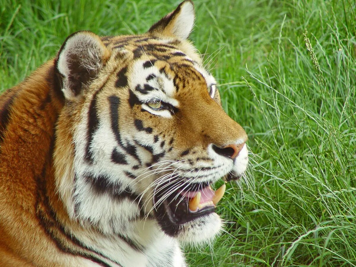 Мазандаранский тигр. Амурский тигр оскал. Тигрица. Тигр улыбается. Внешний вид тигров