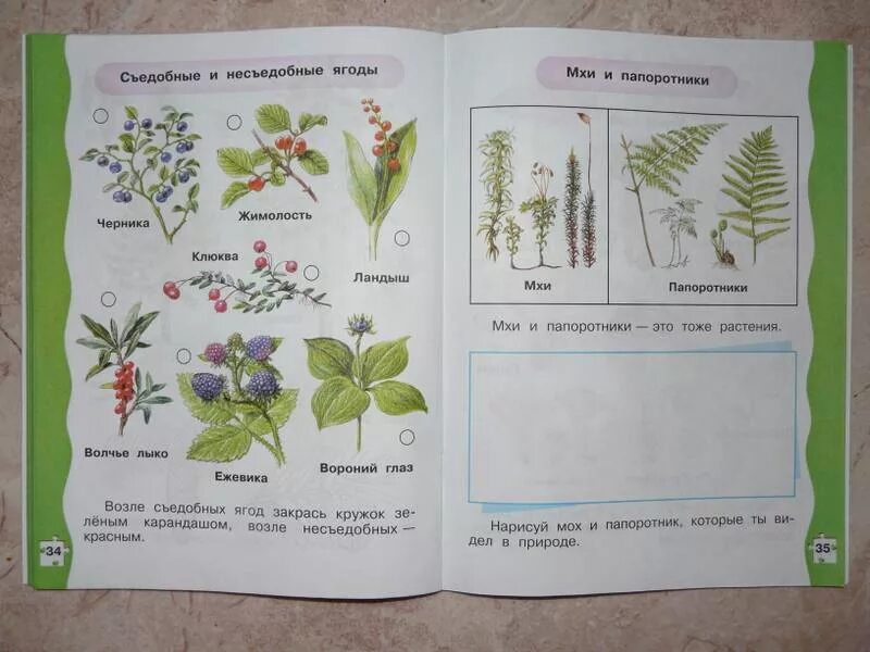 Плешаков зеленая тропинка 5-7. Зеленые страницы растения. Виды растений зелёные стпаницы. Зеленые страницы виды растений. Окружающий мир 3 стр 86