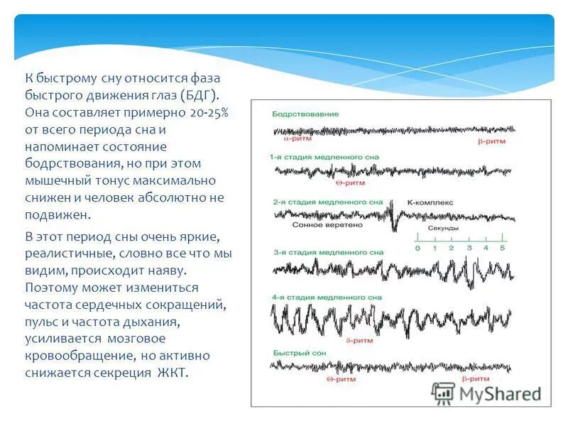 Сонные веретена фаза сна. Фазы сна схема. Пульс фазы сна. Пульс фазы сна. Стадии сна.