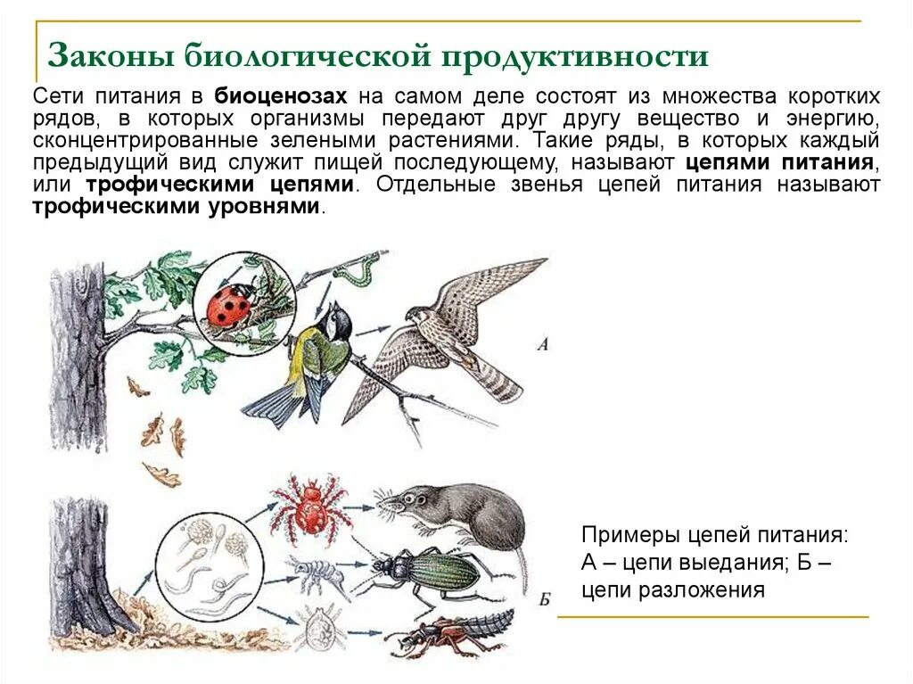 Тема биологические законы. Цепи выедания и разложения. Законы биологической продуктивности. Основные законы биологии. Основные законы биологического развития.