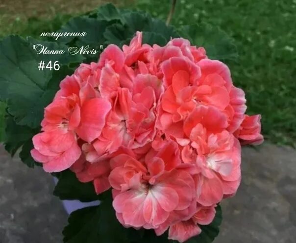 Novis hanna. Hanna novis пеларгония. Pg hanna novis пеларгония. Пеларгония pg hanna. Ю сирин пеларгония.