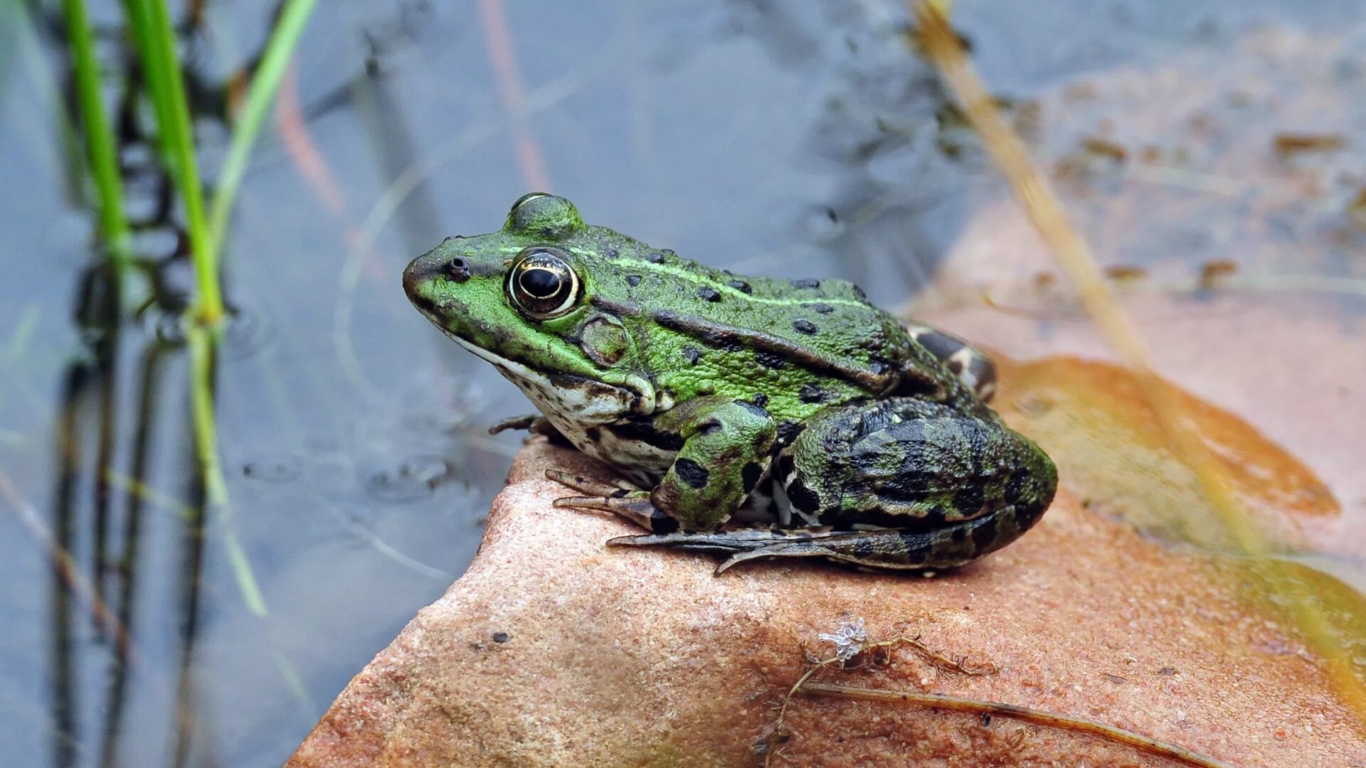 Земноводные п. Лягушка Озерная и Прудовая. Зеленая Прудовая лягушка. Озерная лягушка. Земноводные жаба.