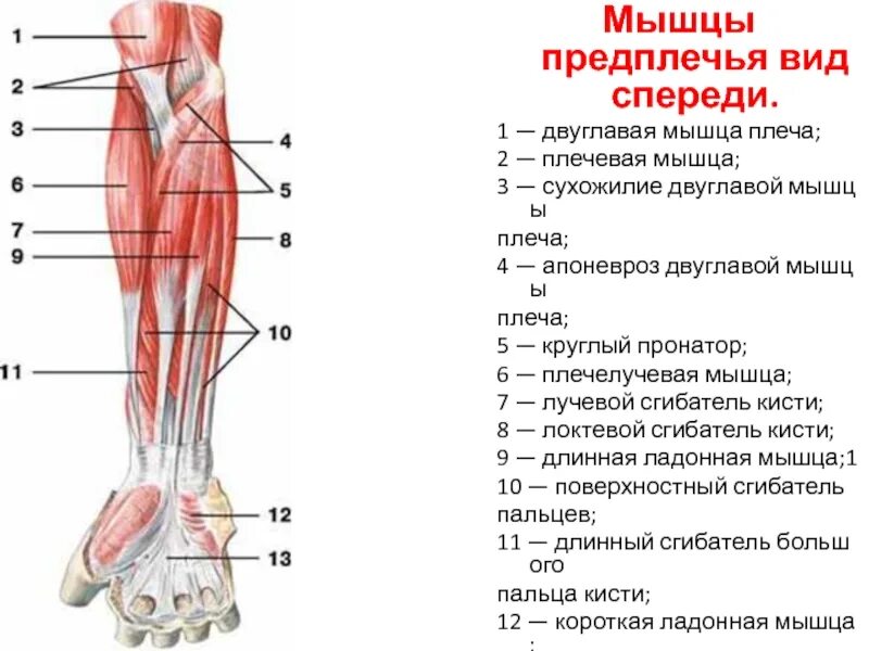 Мышцы предплечья вид спереди анатомия. Мышцы предплечья правого вид сбоку. Мышцы передней группы сгибателей предплечья.