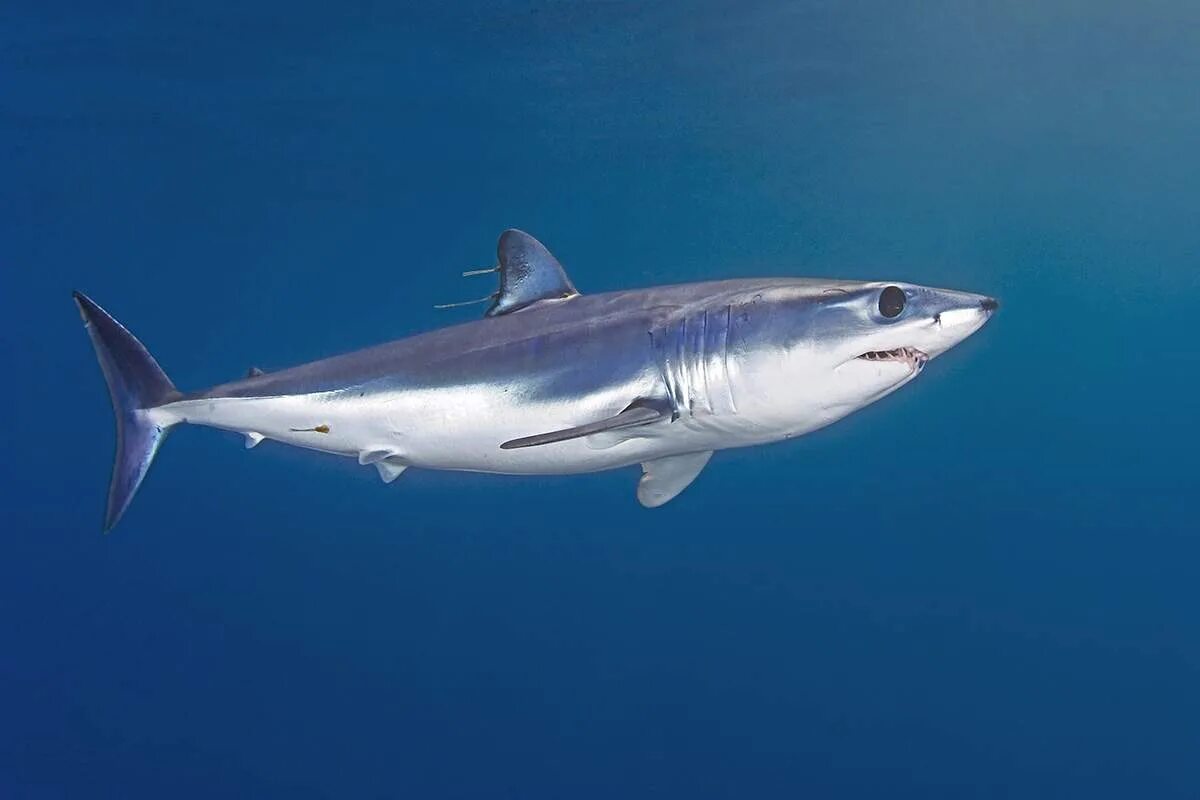 Акула мако опасна ли для человека. Тихоокеанская сельдевая акула. Сельдевая акула мако. Серо голубая акула мако. Акула-мако (серо-голубая акула).