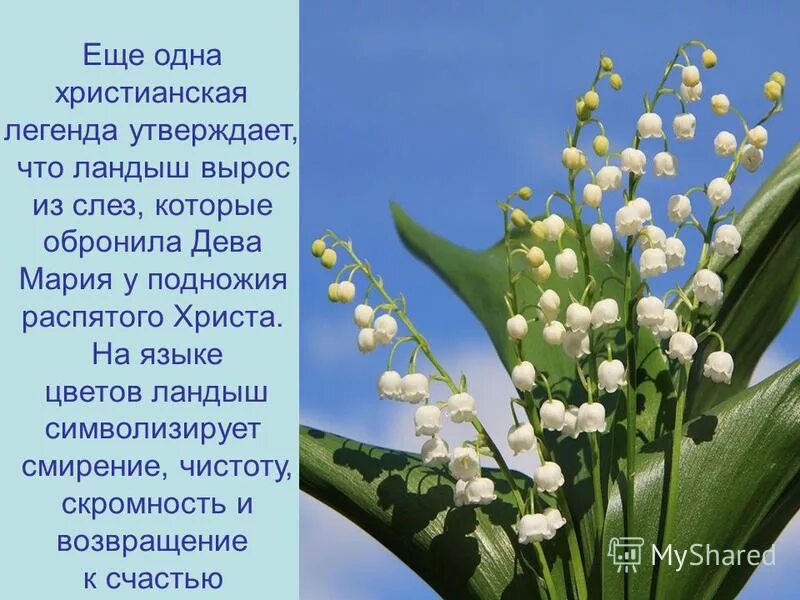 Песня со словами я подарю вам ландыши. Интересные факты легенды о ландыше. Легенды о ландышах короткие.