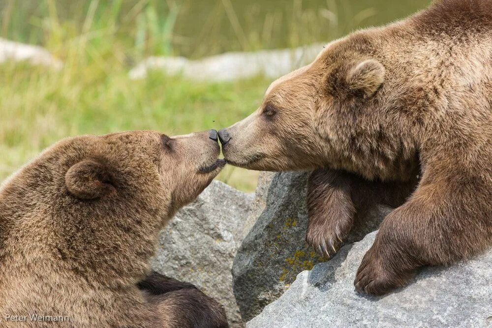 Медведь Гризли спаривание. Бурый медведь. Бурый медведь обитает. Два медвежонка. Where bears live