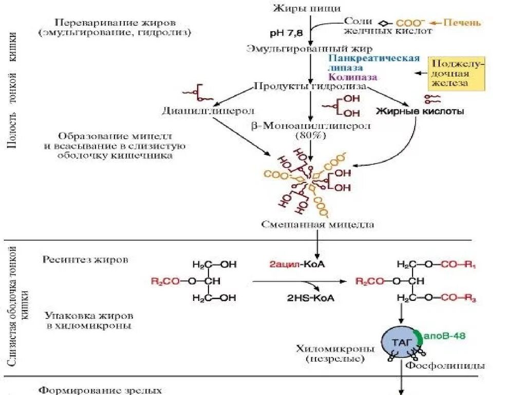 Ферменты эмульгирующий жиры. Схема переваривания жиров биохимия. Переваривание липидов биохимия схема. Этапы переваривания и всасывания липидов. Этапы переваривания липидов.