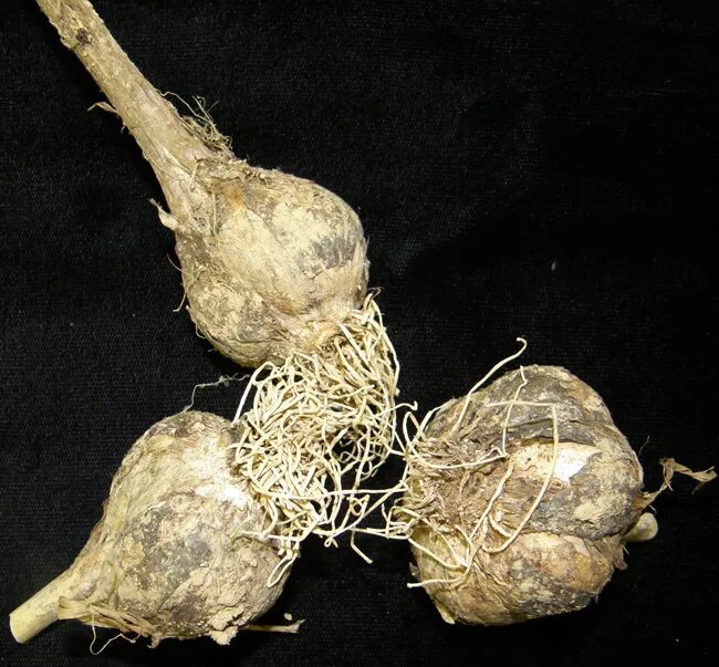 Garlic - White Rot 1 - Cooperative Extension: Insect Pests, Ticks and Plant Dise