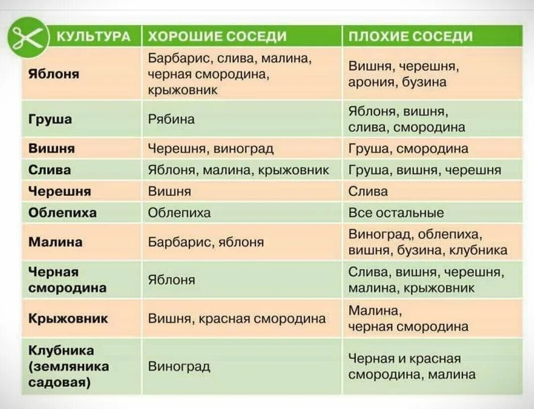 Соседство 18. Совместимость плодовых деревьев и кустарников в саду таблица. Совместимость посадки плодовых деревьев и кустарников в саду. Совместимость плодовых деревьев и кустов в саду и огороде таблица. Совместимость посадок плодовых деревьев и кустарников таблица.