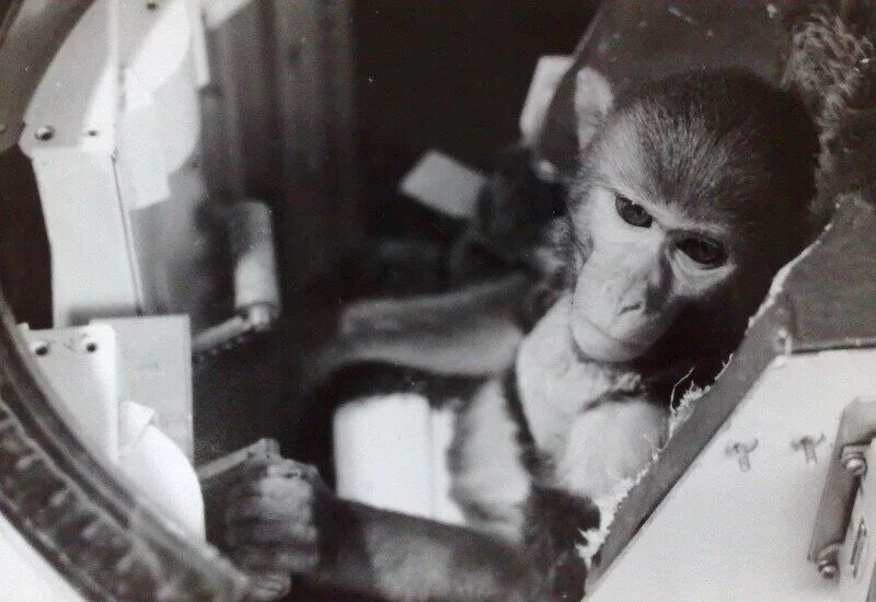 Обезьяна полетела в космос. Обезьяны Эйбл и Мисс Бейкер в космосе. Макак-резус Эйбл и беличья обезьяна Мисс Бейкер. Обезьяны Эйбл и Мисс Бейкер в 1959 году.