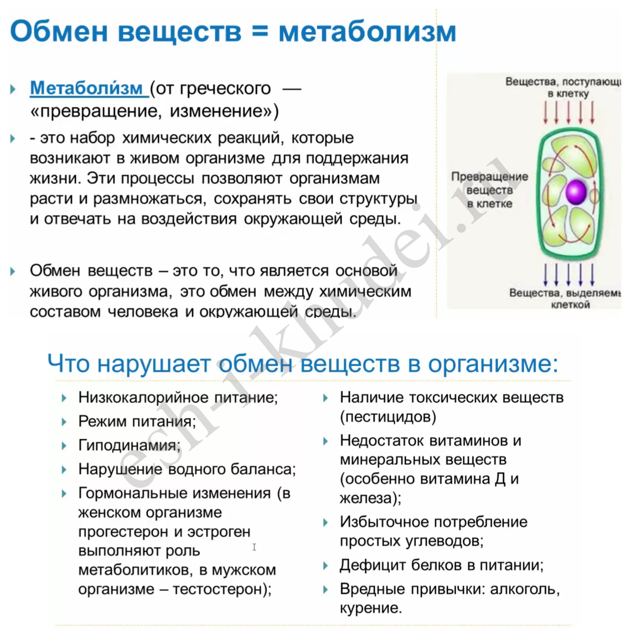 Замедление метаболизма у животных