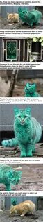 Мем с зеленым котом