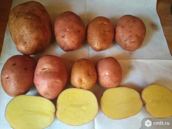 Продажа - Семенной картофель