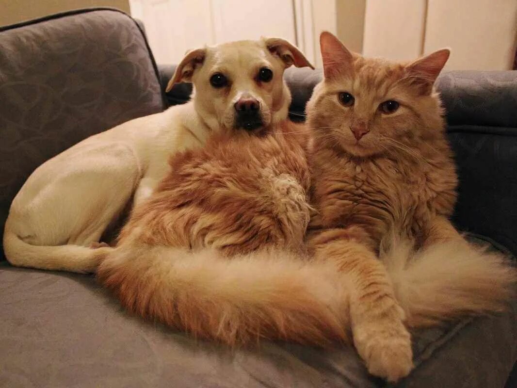 Good pets than dogs. Кошки и собаки. Красивые домашние животные. Домашние любимцы. Фото кошек и собак.