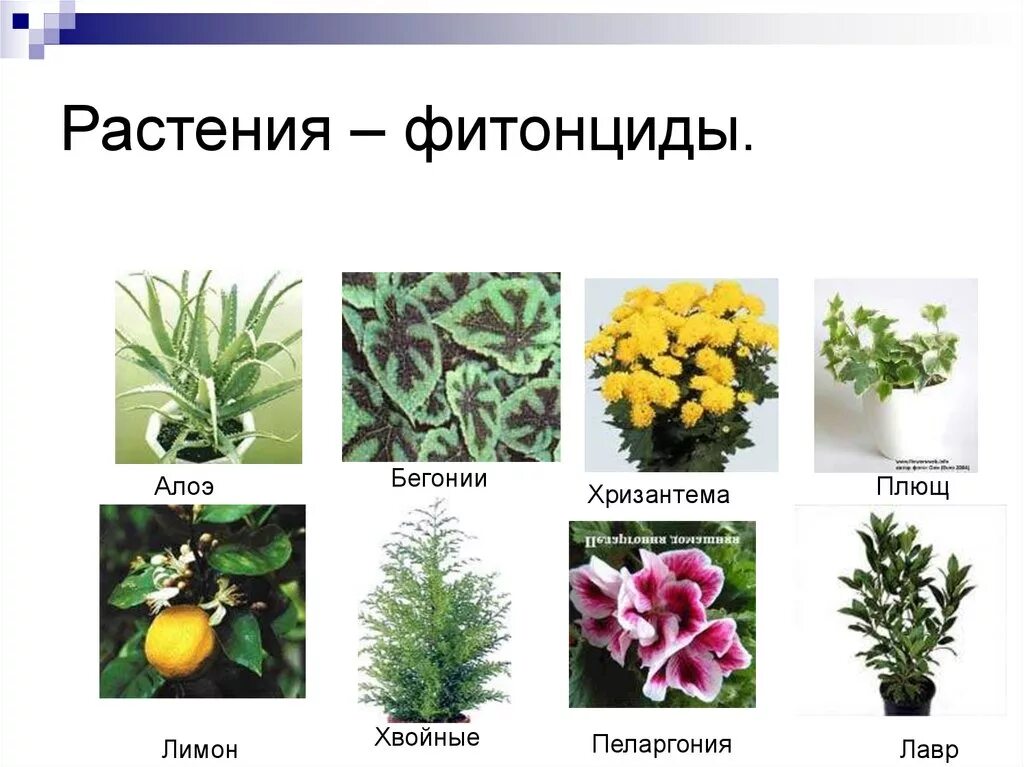 Растительные антибиотики фитонциды. Комнатные растения выделяющие фитонциды. Растения обладающие бактерицидным действием. Фитонцидная активность растений. Фитонциды растений.