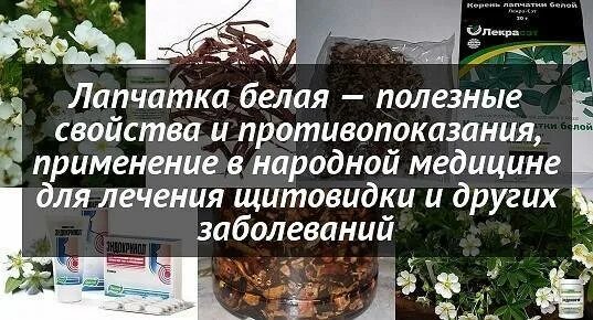 Лапчатка белая для щитовидной железы. Лечебная лапчатка белая. Лапчатка даурская. Лапчатка в народной медицине. Лапчатка гусиная в народной медицине.