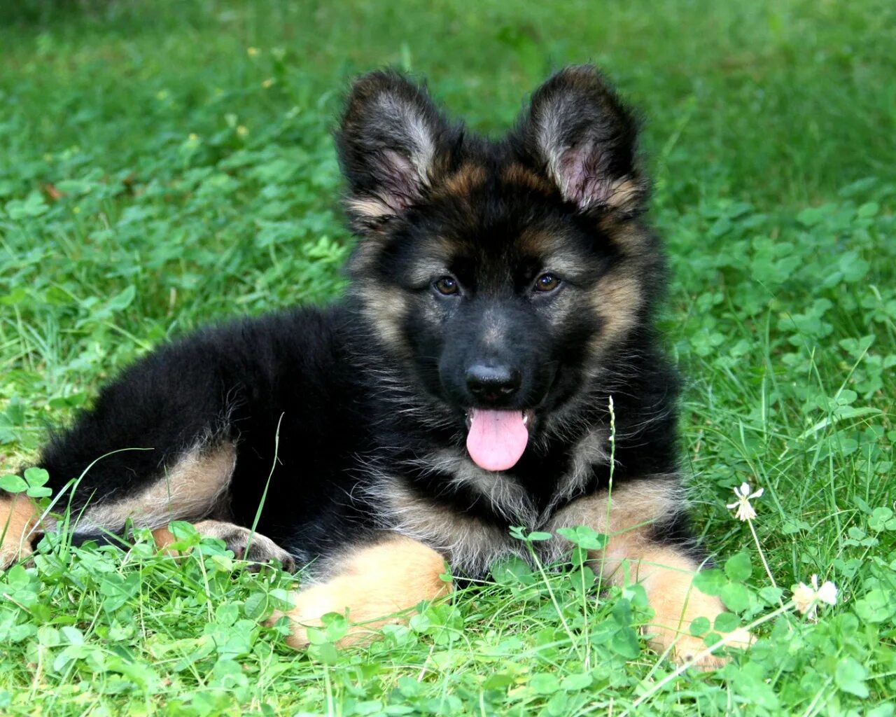 Шилонская овчарка Shiloh Shepherd. Восточно-европейская овчарка черная длинношерстная. Восточноевропейская овчарка длинношерстная. Шилонская овчарка длинношерстная.