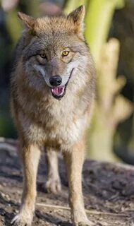 Wolf standing