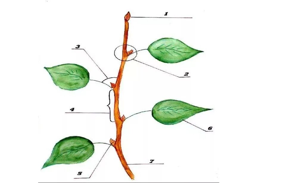 Побег задания 6 класс биология. Строение частей побега. Строение побега цветкового растения. Побег побег цветкового растения. Побег строение побега.
