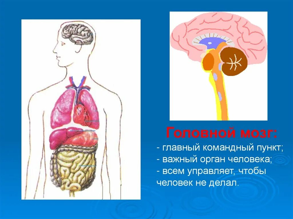 Строение человека. Строение тела человека. Организм человека 4 класс. Тело человека окружающий мир.